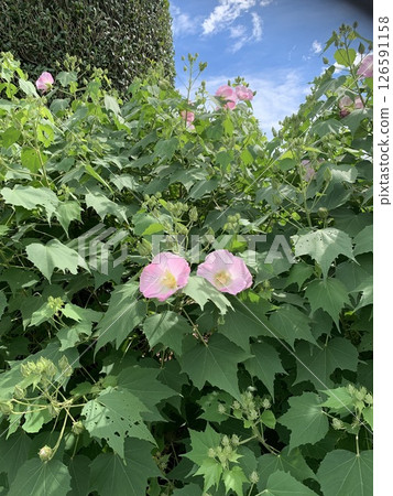 Cute flower Cute flower 126591158