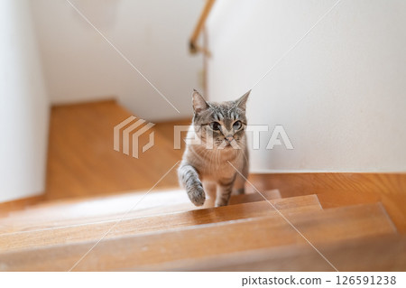 貓咪爬樓梯，暹羅虎斑貓 126591238