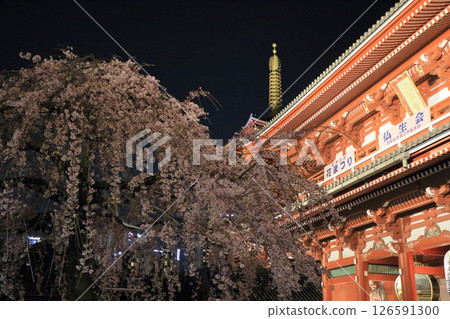 盛開的櫻花和淺草寺寶藏門 - 東京旅遊勝地 盛開的櫻花和淺草寺寶藏門 - 東京旅遊勝地 126591300