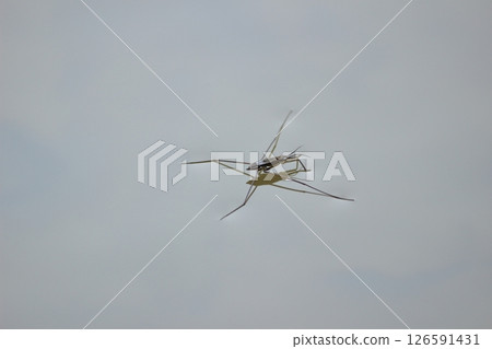 水黽 水黽 126591431