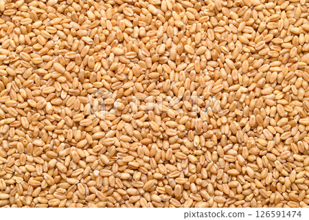 Whole wheat grain texture background, Food ingredient 126591474