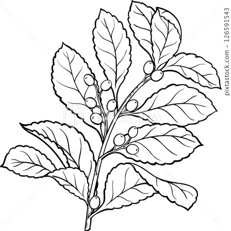 Yerba Mate Branch with Berries and Leaves Outline Illustration. Yerba Mate Branch with Berries and Leaves Outline Illustration. 126591543