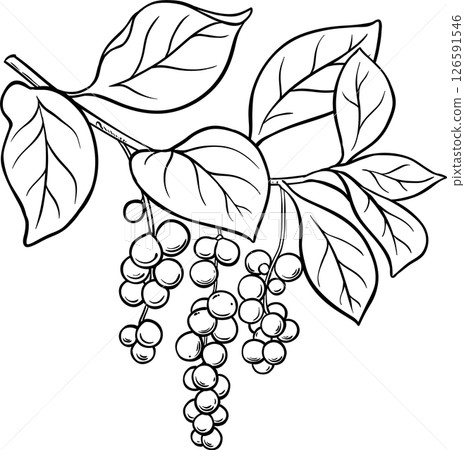 Schisandra Branch Berries and Leaves Colored Detailed Illustration. Organic natural nutritional healthy food ingredient, vegetarian diet product. Schisandra Branch Berries and Leaves Colored Detailed Illustration. Organic natural nutritional healthy food ingredient, vegetarian diet product. 126591546