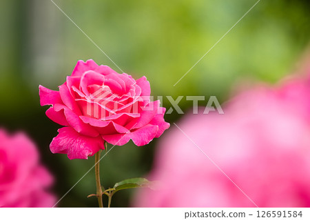一朵紅玫瑰 126591584