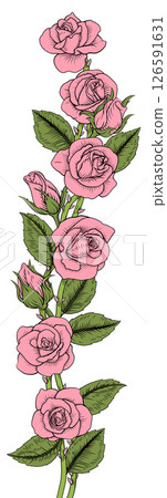 Rose Flower Illustration Vintage Border Band 126591631