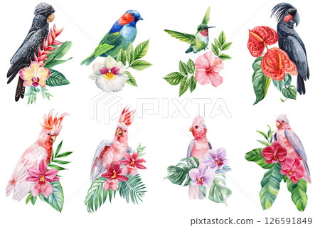 Tropical birds with exotic flowers watercolor set, cockatoo, parrot, hummingbird, orchid, botanical collection, nature art, decor 126591849