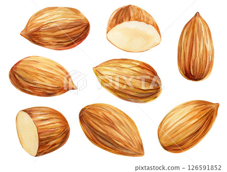 Almond nut art. Watercolor illustration of whole and halved almonds. Hand-painted brown almond nuts on white background. Almond nut art. Watercolor illustration of whole and halved almonds. Hand-painted brown almond nuts on white background. 126591852