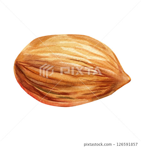 Almond nut art. Watercolor illustration of whole and halved almonds. Hand-painted brown almond nuts on white background. 126591857
