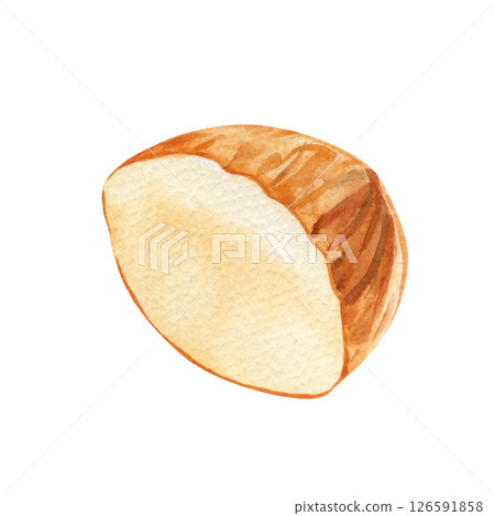halved almond. Hand-painted brown almond nuts on white background. Watercolor illustration nut art 126591858