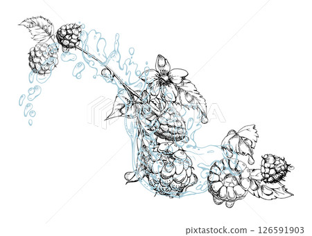 Raspberry ripe garden berries flying in water splash leaves flowers, wet moist dew drops, fresh dewberry cloudberry mulberry loganberry. Isolated illustration hand drawn in vector ink. Drinks grocery 126591903