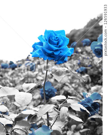 A processed blue rose (partial color processing + changing from red to blue) A processed blue rose (partial color processing + changing from red to blue) 126591933