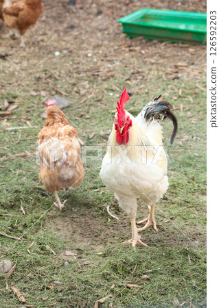 White rooster with a bright red comb standing on grass next to a brown hen on a traditional farm. The setting includes a green water trough, dry ground, and scattered hay in a rustic chicken yard. 126592203