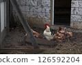 Group of chickens and a rooster gathered around a wooden feeder in a rustic farmyard. The scene includes a stone wall, an open barn door, scattered feed on the ground, and a natural rural setting. 126592204