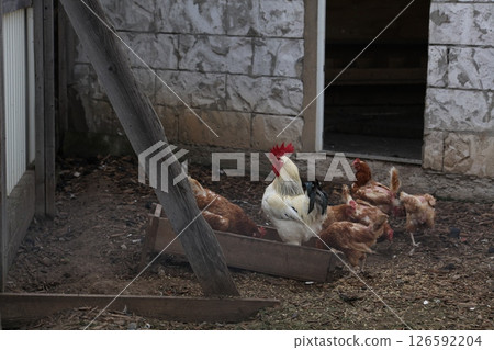 Group of chickens and a rooster gathered around a wooden feeder in a rustic farmyard. The scene includes a stone wall, an open barn door, scattered feed on the ground, and a natural rural setting. Group of chickens and a rooster gathered around a wooden feeder in a rustic farmyard. The scene includes a stone wall, an open barn door, scattered feed on the ground, and a natural rural setting. 126592204