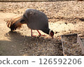 Silver pheasant Lophura nycthemera with red facial skin and long tail pecking grains near a wooden feeder on dry ground in warm light. Scene from a rural farm environment. 126592206