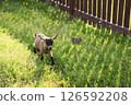 Young brown goat walking through lush green grass near a wooden fence, bathed in warm sunlight. Summer countryside scene with herbs, symbolizing eco-farming, animal welfare, and rural lifestyle. 126592208