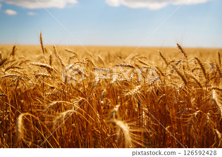 Amazing background of ripening ears of yellow wheat field against blue sky. Harvest nature growth. 126592428