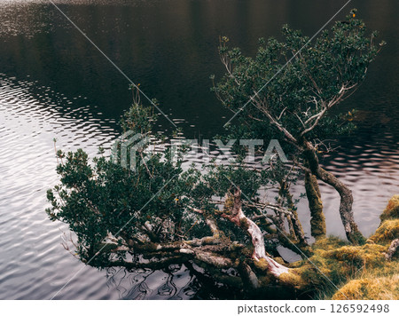 A tree laden with green foliage stretches towards the calm surface of Lough Callee. A tree laden with green foliage stretches towards the calm surface of Lough Callee. 126592498