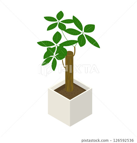 Houseplant "Pachira"_Isometric illustration Houseplant "Pachira"_Isometric illustration 126592536