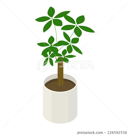 室內植物「發財樹」_等距插圖 室內植物「發財樹」_等距插圖 126592538