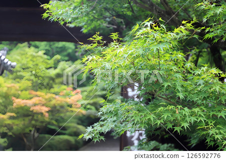 Fresh greenery at Komyo-ji Temple in Kyoto Fresh greenery at Komyo-ji Temple in Kyoto 126592776