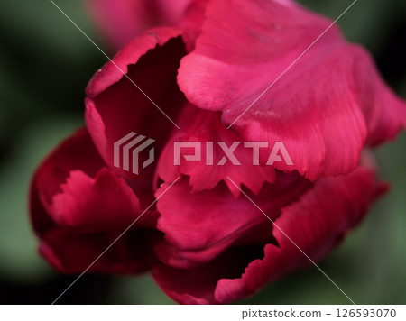 "Ernalin Green" is a beautiful red tulip that bloomed in April. "Ernalin Green" is a beautiful red tulip that bloomed in April. 126593070