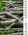 The harvested tree 126593319