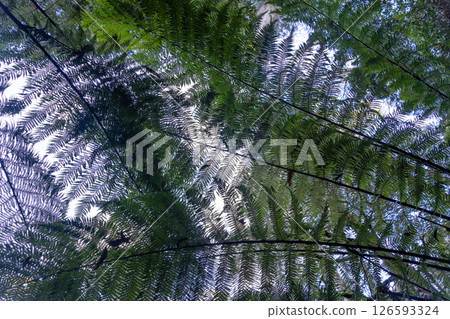 Large ferns viewed from below in Great Otway National Park, Victoria, Australia Large ferns viewed from below in Great Otway National Park, Victoria, Australia 126593324