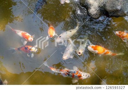 Colorful koi fish in Shukkei-en Japanese garden in Hiroshima, Japan Colorful koi fish in Shukkei-en Japanese garden in Hiroshima, Japan 126593327