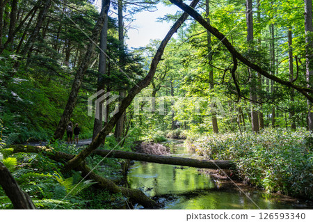 Gokusama wetlands and forest reflections in Kamikochi, Japan 126593340