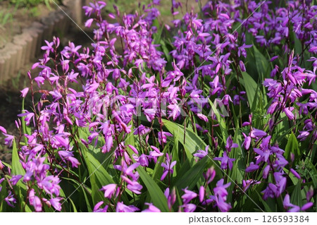 春天花園裡盛開的矽烷粉紅色花朵 春天花園裡盛開的矽烷粉紅色花朵 126593384