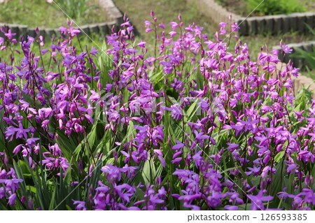 Pink flowers of silane blooming in the spring garden 126593385