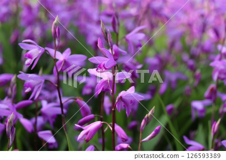 Pink flowers of silane blooming in the spring garden 126593389