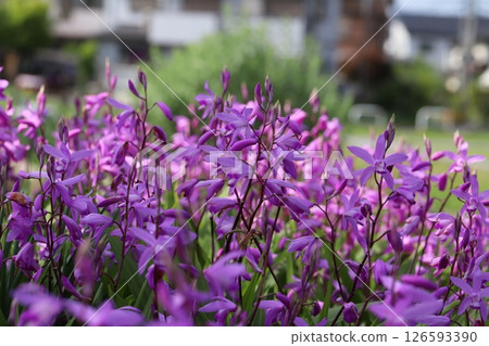 Pink flowers of silane blooming in the spring garden 126593390