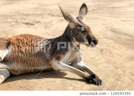 Close up photo of a relaxed kangaroo lying on sandy ground in bright sunlight. 126593393
