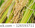 Fruit rice 126593711