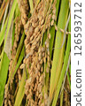 Fruit rice 126593712