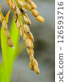 Fruited rice panicle 126593716