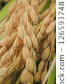 Harvested rice panicles 126593748