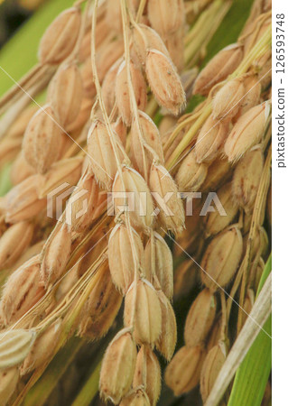 Harvested rice panicles Harvested rice panicles 126593748