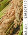 Fruited rice panicle 126593749