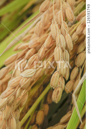 結果的水稻穗 126593749