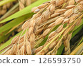 Fruited rice panicle 126593750