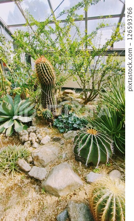 筑波植物園的仙人掌 筑波植物園的仙人掌 126593766