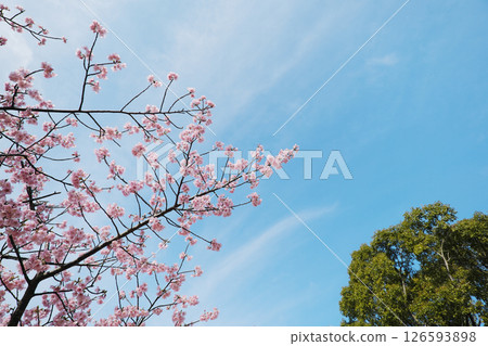 美麗的河津櫻花面向天空 美麗的河津櫻花面向天空 126593898