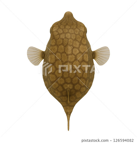 從上方看的箱魚圖案 126594082