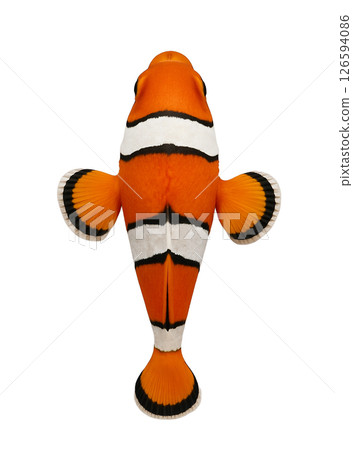 小丑魚,頂視圖 小丑魚,頂視圖 126594086
