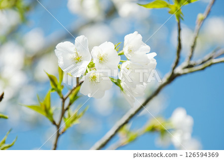 Cute cherry blossoms in bloom 126594369