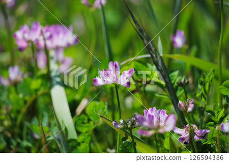 Lotus flower blooming in the field 126594386