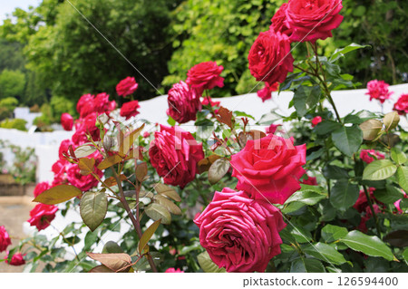 Reoma Flower World: Rose garden in full bloom 126594400